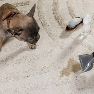 Pet Stain Removal